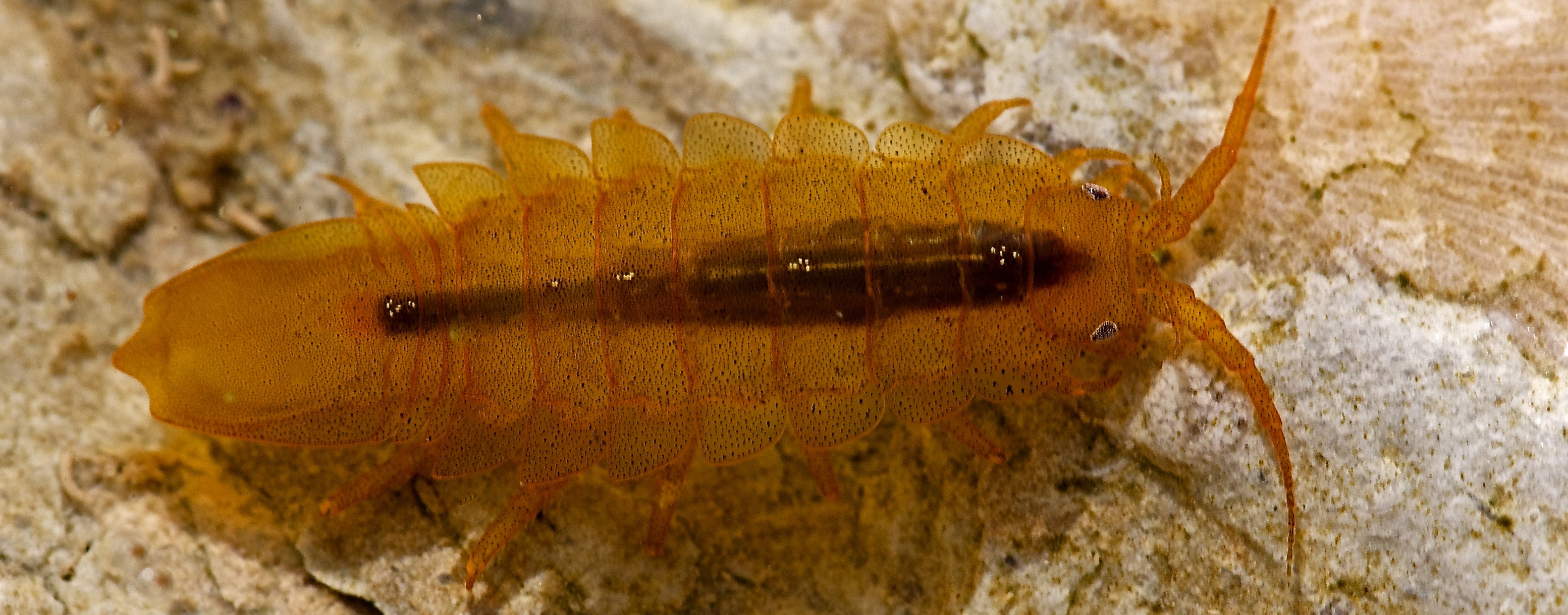 Saduria entomon – one of the marine species living in the Baltic Sea. Photo: Tiit Hunt