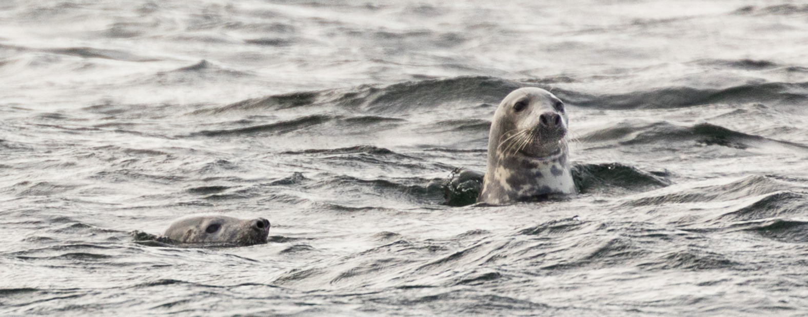 Grey seal (Halichoerus grypus). Photos: Lennart Lennak