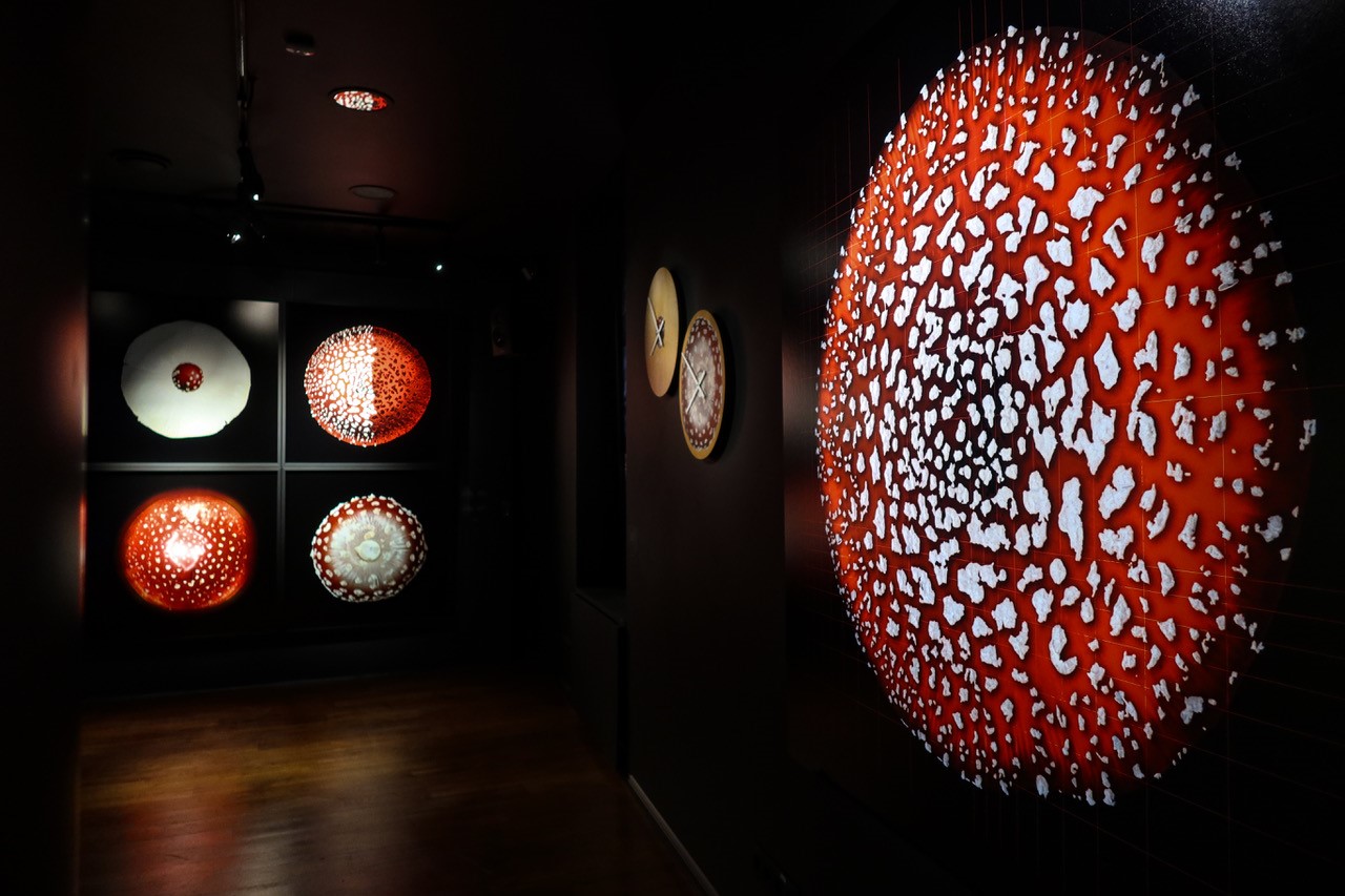 Fotol on Eesti Loodusmuuseumi esimese korruse saal. Saalis on hämar. Vasakul seinal on pilt suurest puna-valgest kärbseseenest ülevalt pildistatuna. Otse vaates kaugemal on seinal neljast kärbseseenepildist  koosnev teos.