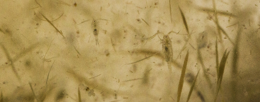 Fütoplankton ja zooplankton. Autor: Lennart Lennuk