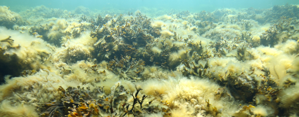 Põisadru (Fucus vesiculosus) ja karevetikas (Cladophora glomerata). Foto: Jonne Kotta