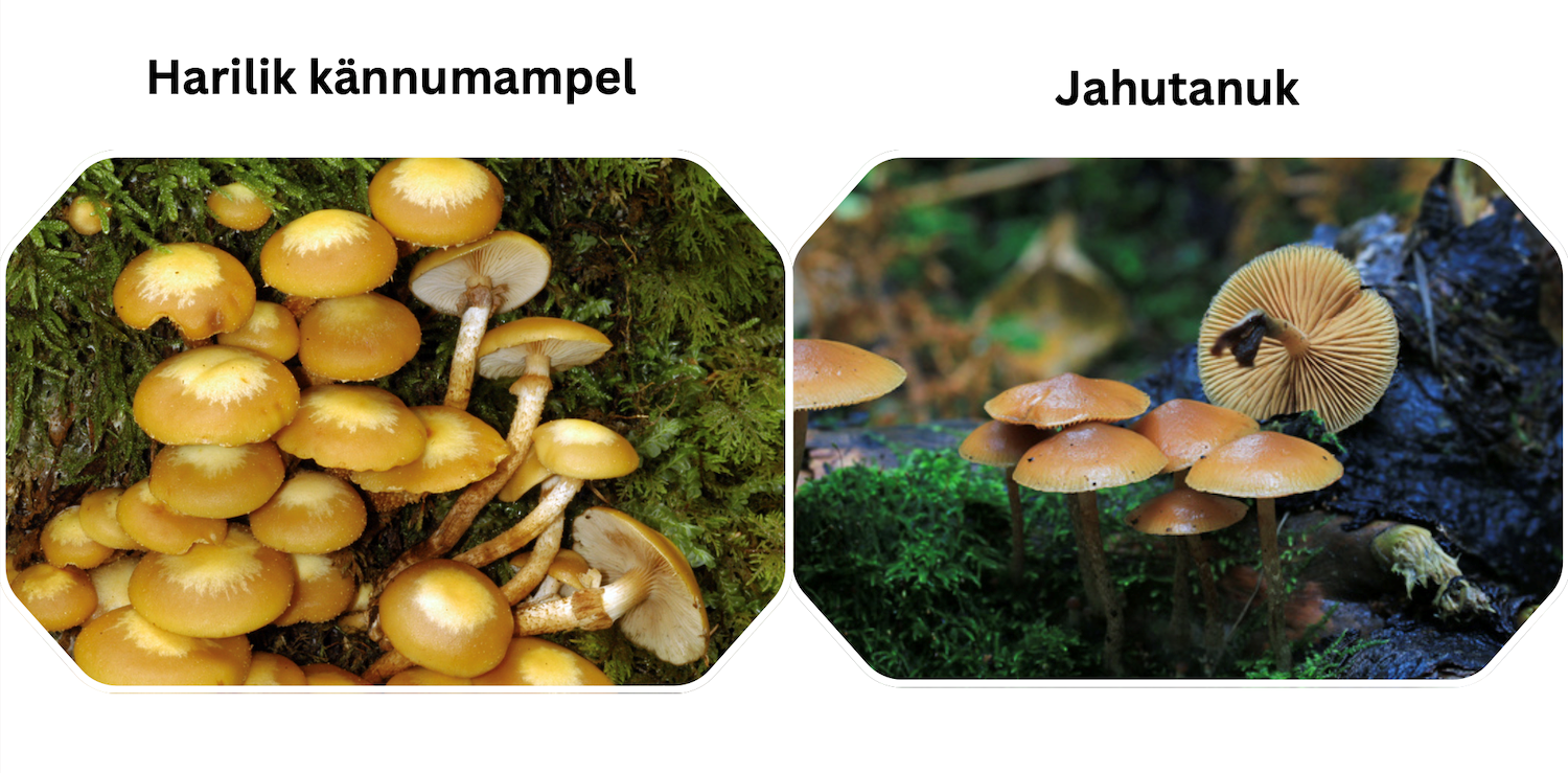 Harilik kännumampel - jahutanuk