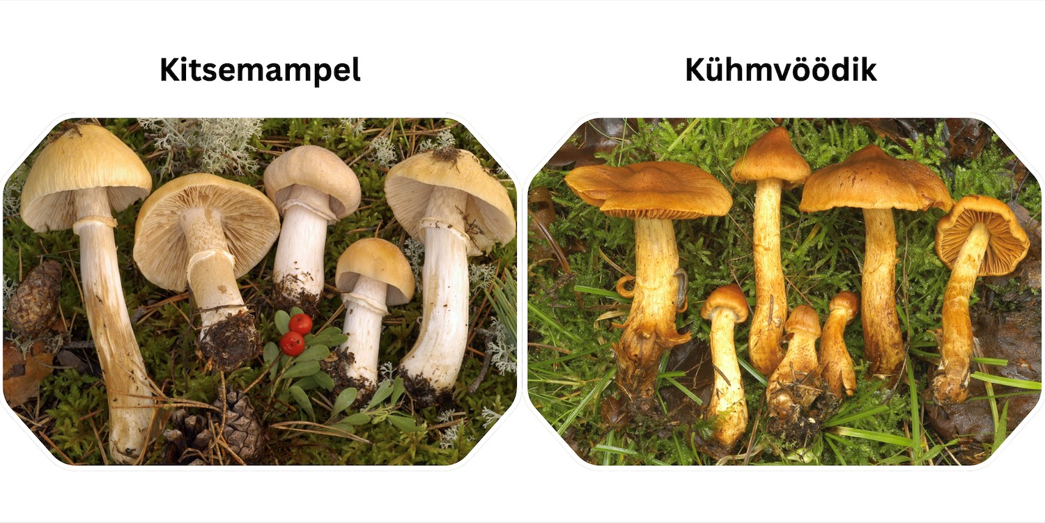 Kitsemampel - kühmvöödik