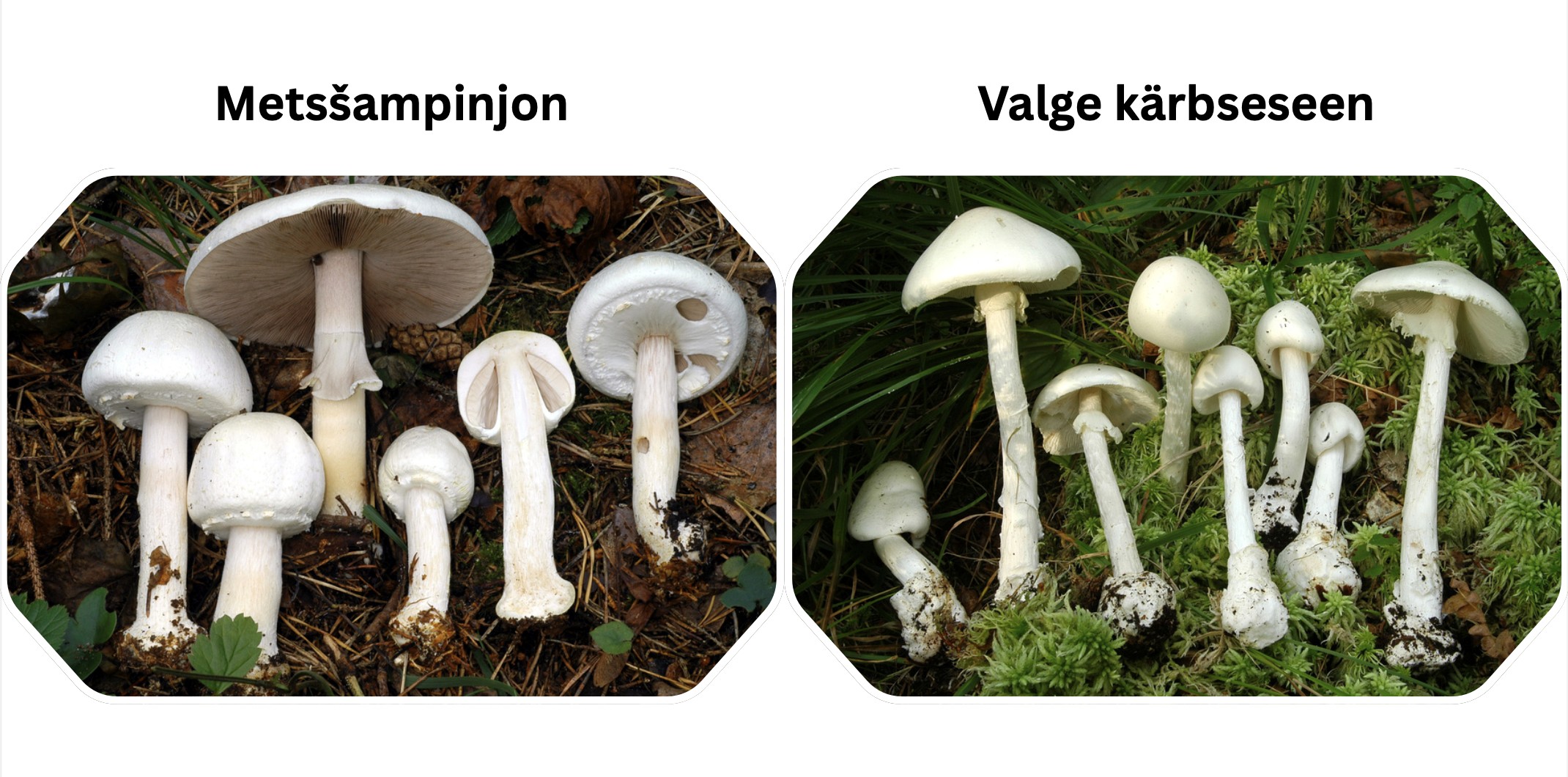 Metsšampinjon-valge kärbseseen