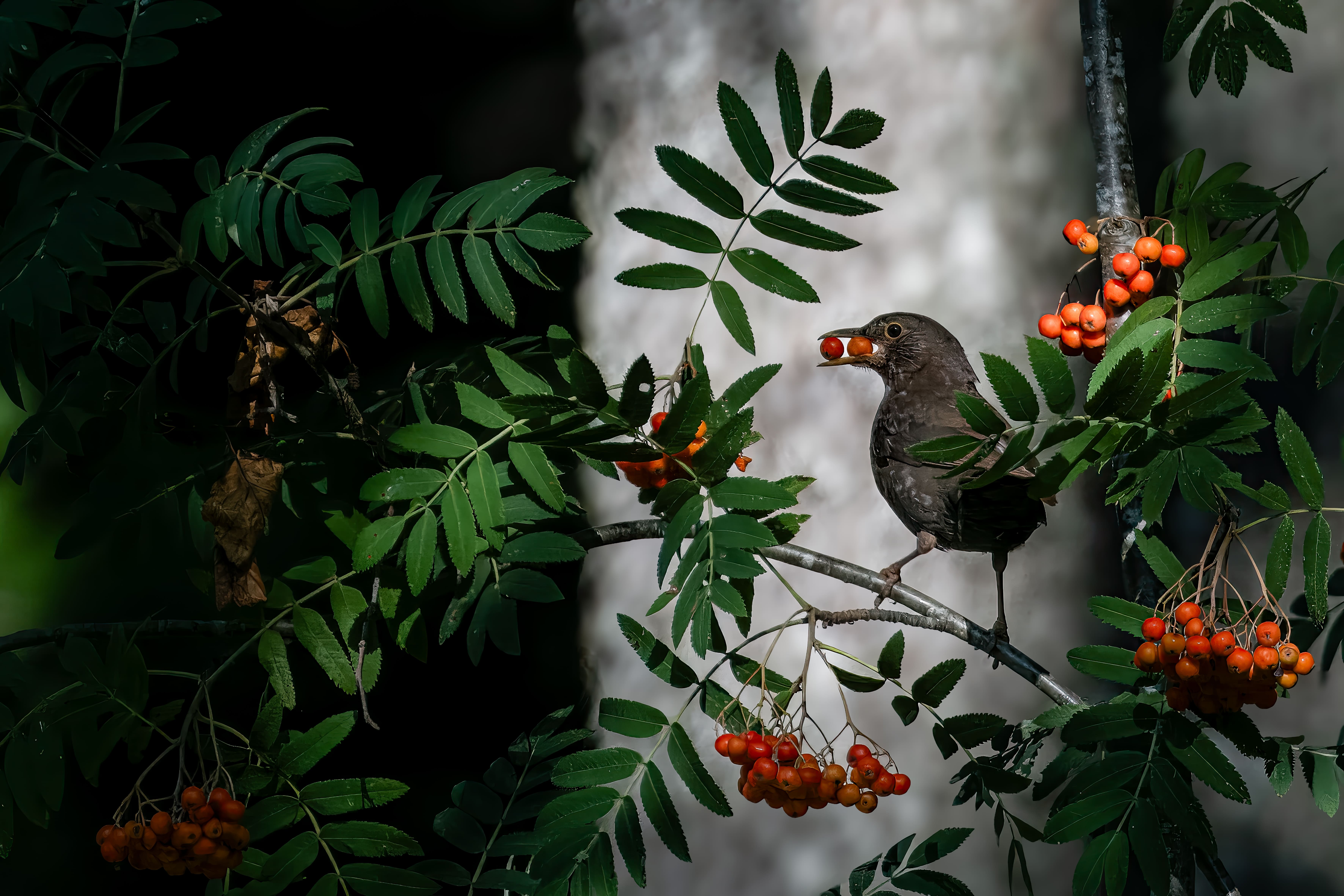 Ilmar Kauri foto "Kaks on parem kui üks". Fotol on lind pihlakaoksal, kaks pihlamarja noka vahel.