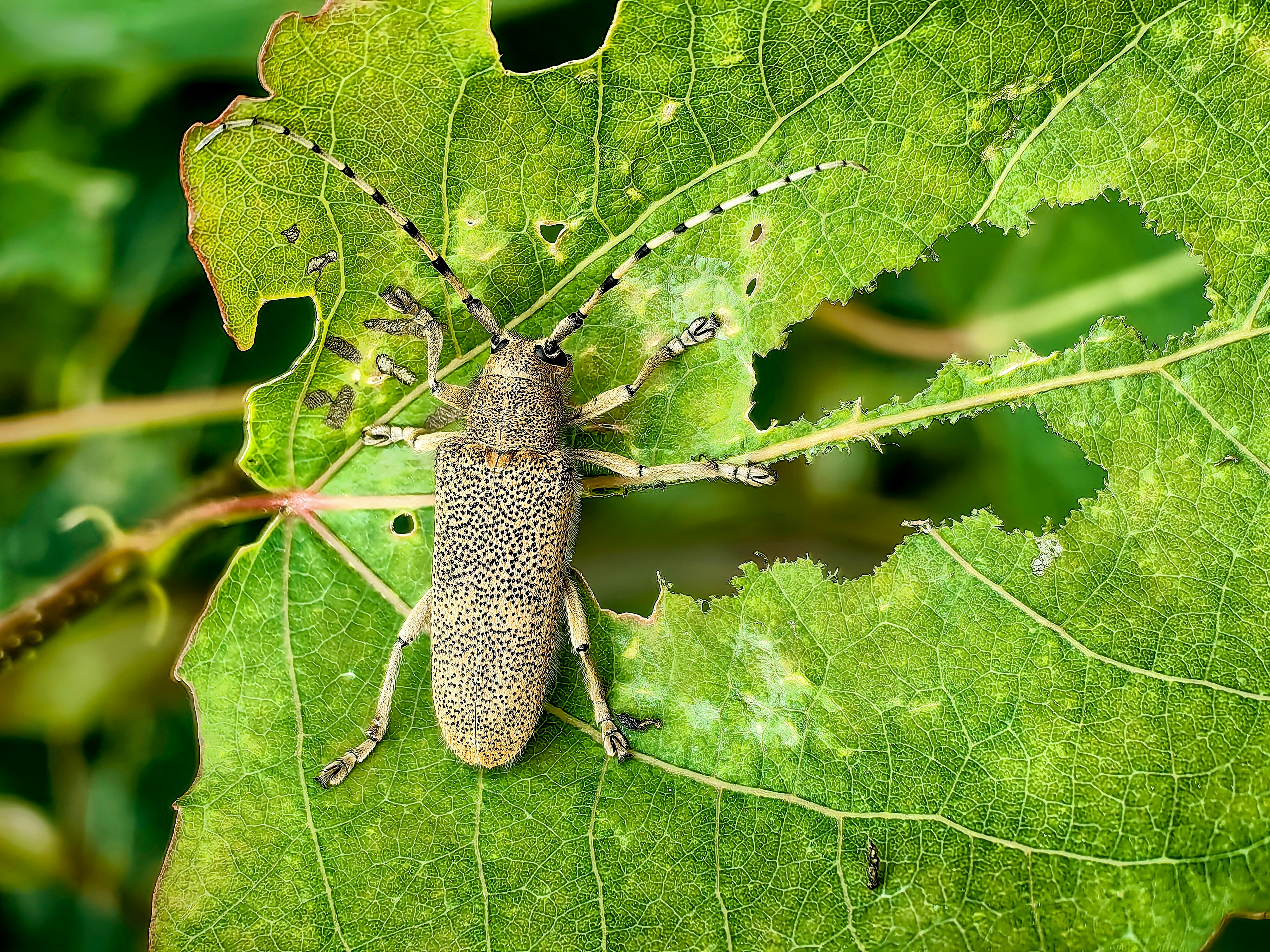 Suur-haavasikk söödud aukudega lehel.