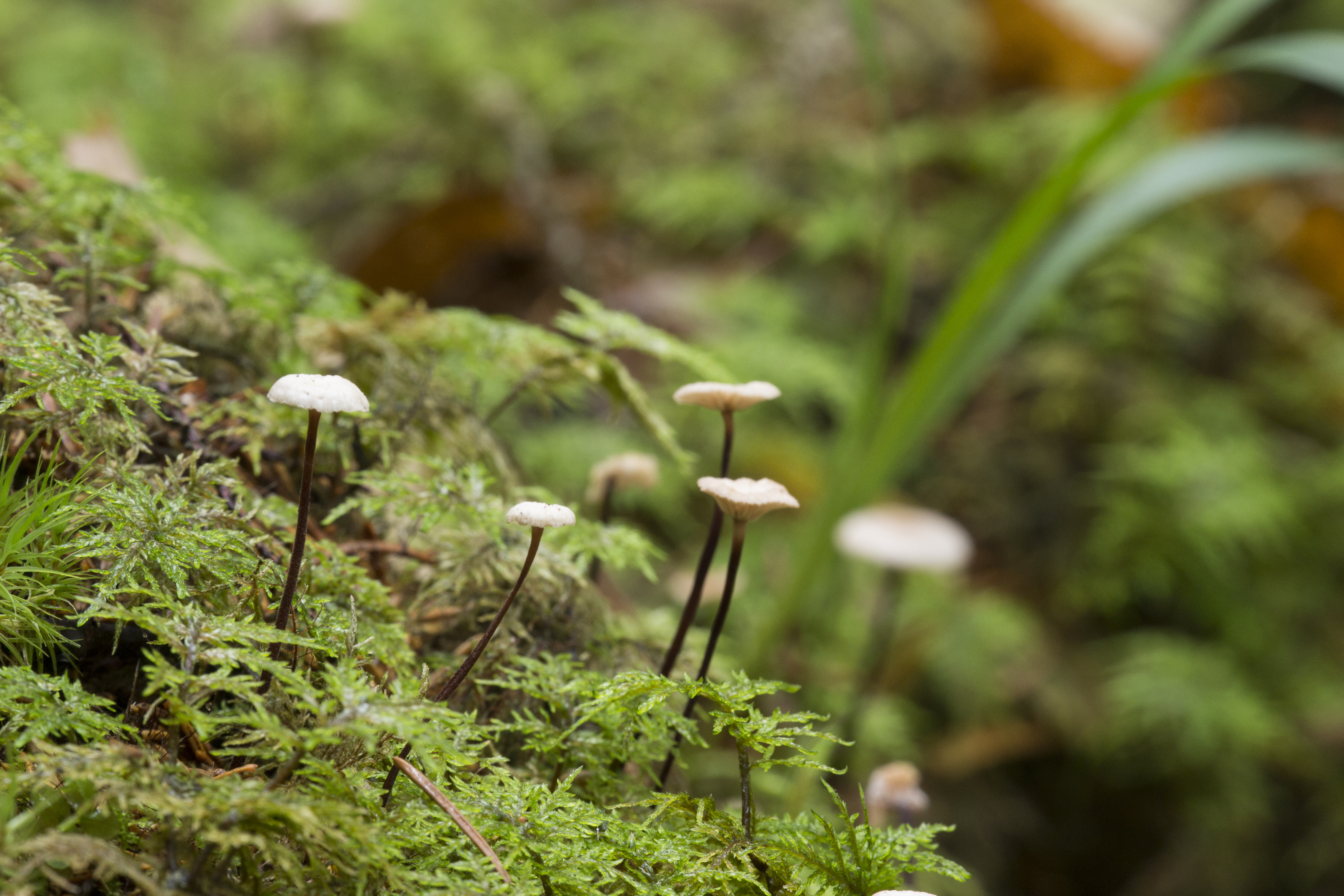 Väikesed seened sambla sees