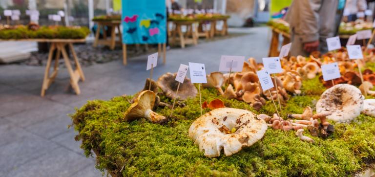 2023. aasta seenenäitus Loodusmuuseumis - hoovis on samlbaga kaetud lauad, mille peal on seened. 