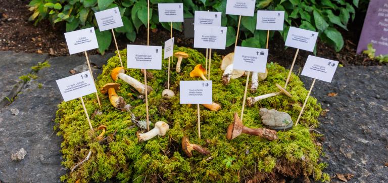 2023. aasta seenenäitus Loodusmuuseumis - hoovis on samblal seened infosiltudega