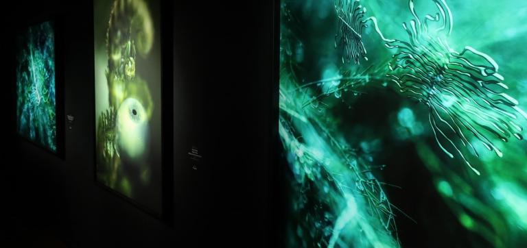 Eesti Loodusmuuseumi näitusesaal, kus on pildil näha kolm rohelist värvi teost. 