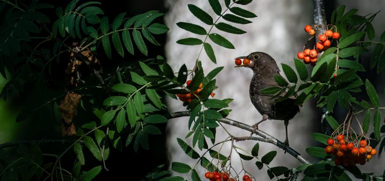 Ilmar Kauri foto "Kaks on parem kui üks". Fotol on lind pihlakaoksal, kaks pihlamarja noka vahel.