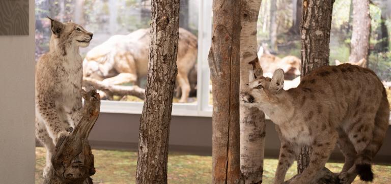 Puuma ja ilvese topised Eesti Loodusmuuseumi metsasaalis