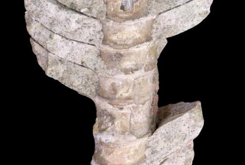 Umbes 465 miljonit aastat vana peajalgse looma nautiloidi kojafragment