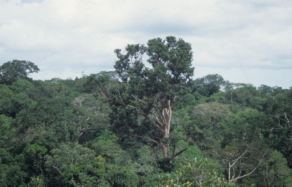 Vaade troopilise vihmametsa võrastikule. Foto autor Illar Muul