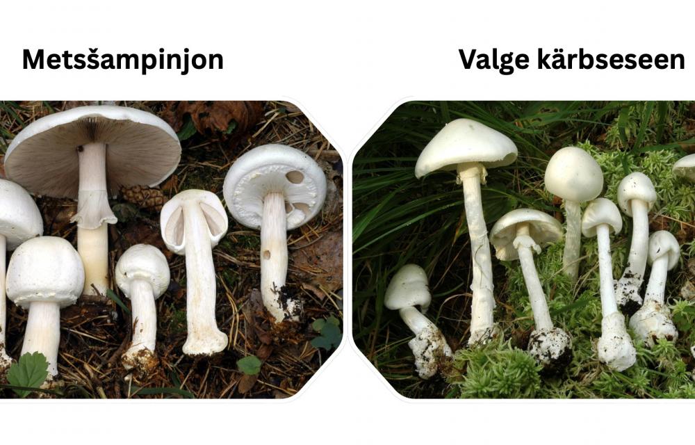 Metsšampinjon-valge kärbseseen